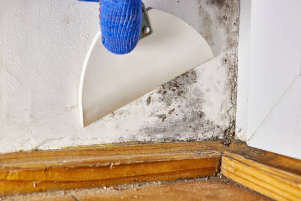 Best Black Mold Removal  in Ocala Estates, FL