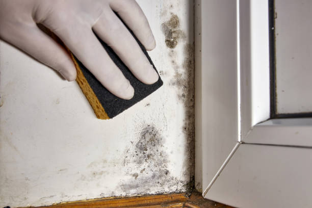 Best Attic Mold Removal  in Ocala Estates, FL